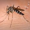 Mỹ cảnh báo căn bệnh nguy hiểm do muỗi gây ra