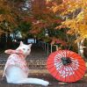 Ngôi đền ở Nhật có trụ trì là chú mèo có tên Koyuki tại Kyoto 